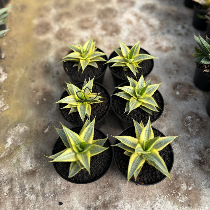 WHOLESALE : 5 pcs Sansevieria Sweet celery variegated