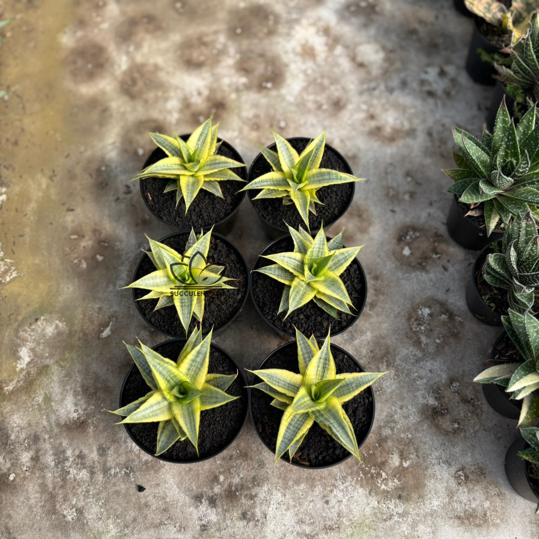 WHOLESALE : 5 pcs Sansevieria Sweet celery variegated