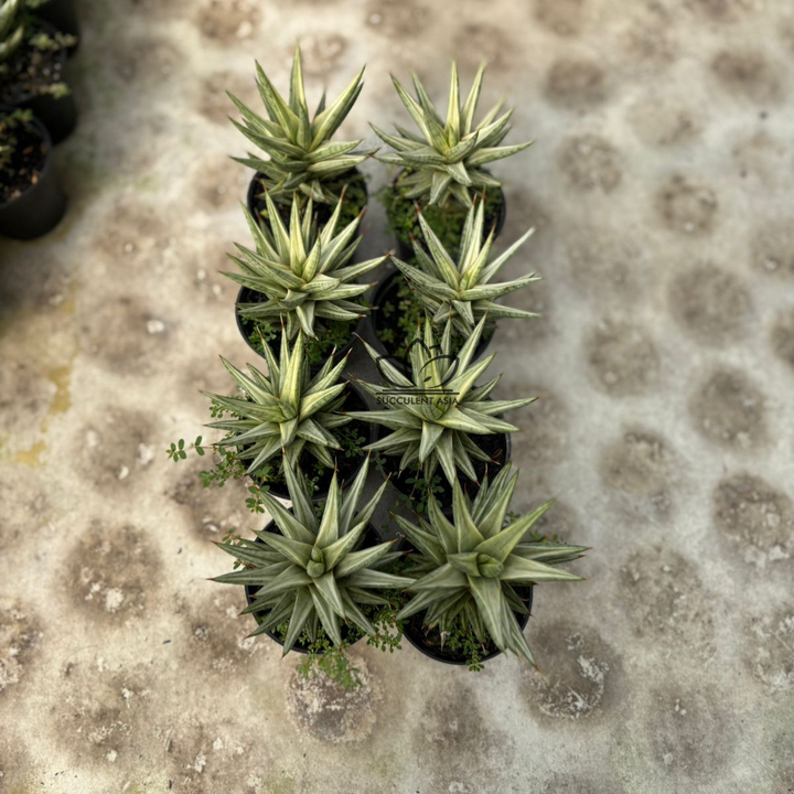 WHOLESALE : 8 pcs Sansevieria francisi variegated white