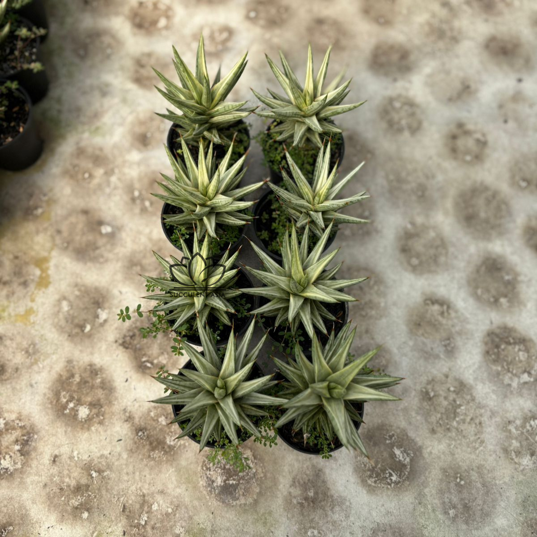 WHOLESALE : 8 pcs Sansevieria francisi variegated white
