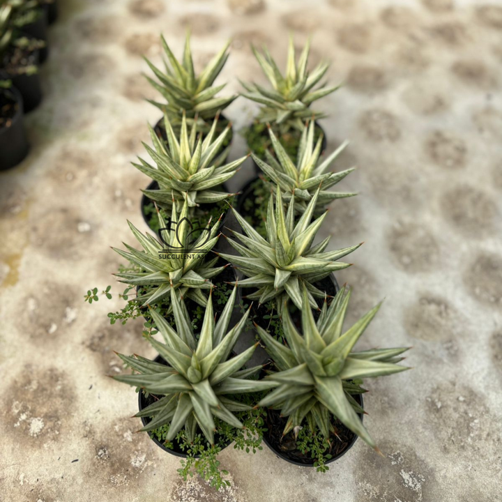 WHOLESALE : 8 pcs Sansevieria francisi variegated white