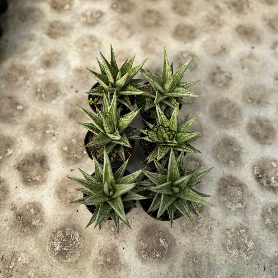 WHOLESALE : 6 pcs Sansevieria Lawang