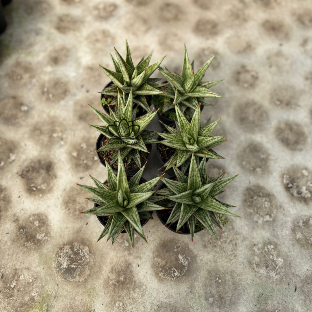 WHOLESALE : 6 pcs Sansevieria Lawang