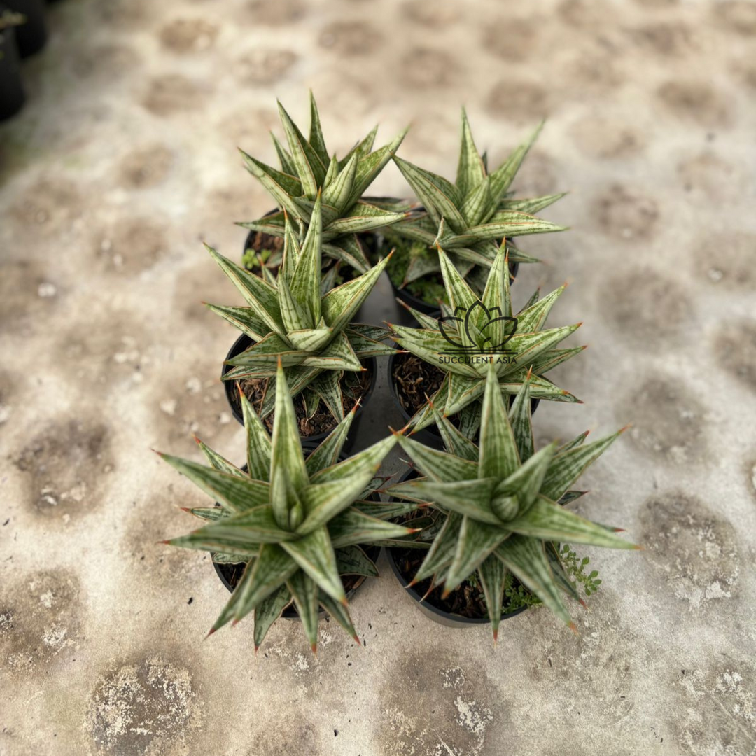 WHOLESALE : 6 pcs Sansevieria Lawang