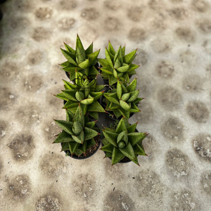 WHOLESALE : 6 pcs Sansevieria juleha