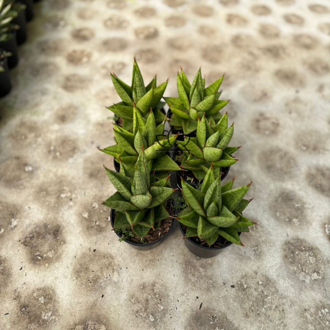 WHOLESALE : 6 pcs Sansevieria juleha
