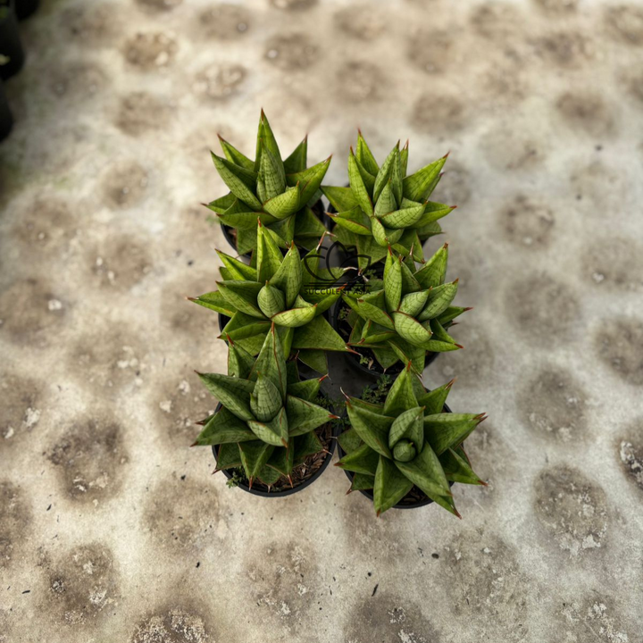 WHOLESALE : 6 pcs Sansevieria juleha
