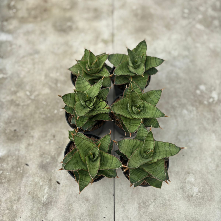 WHOLESALE : 6 pcs Sansevieria Sansevieria zaza