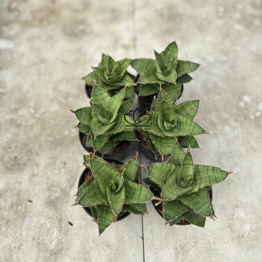 WHOLESALE : 6 pcs Sansevieria Sansevieria zaza