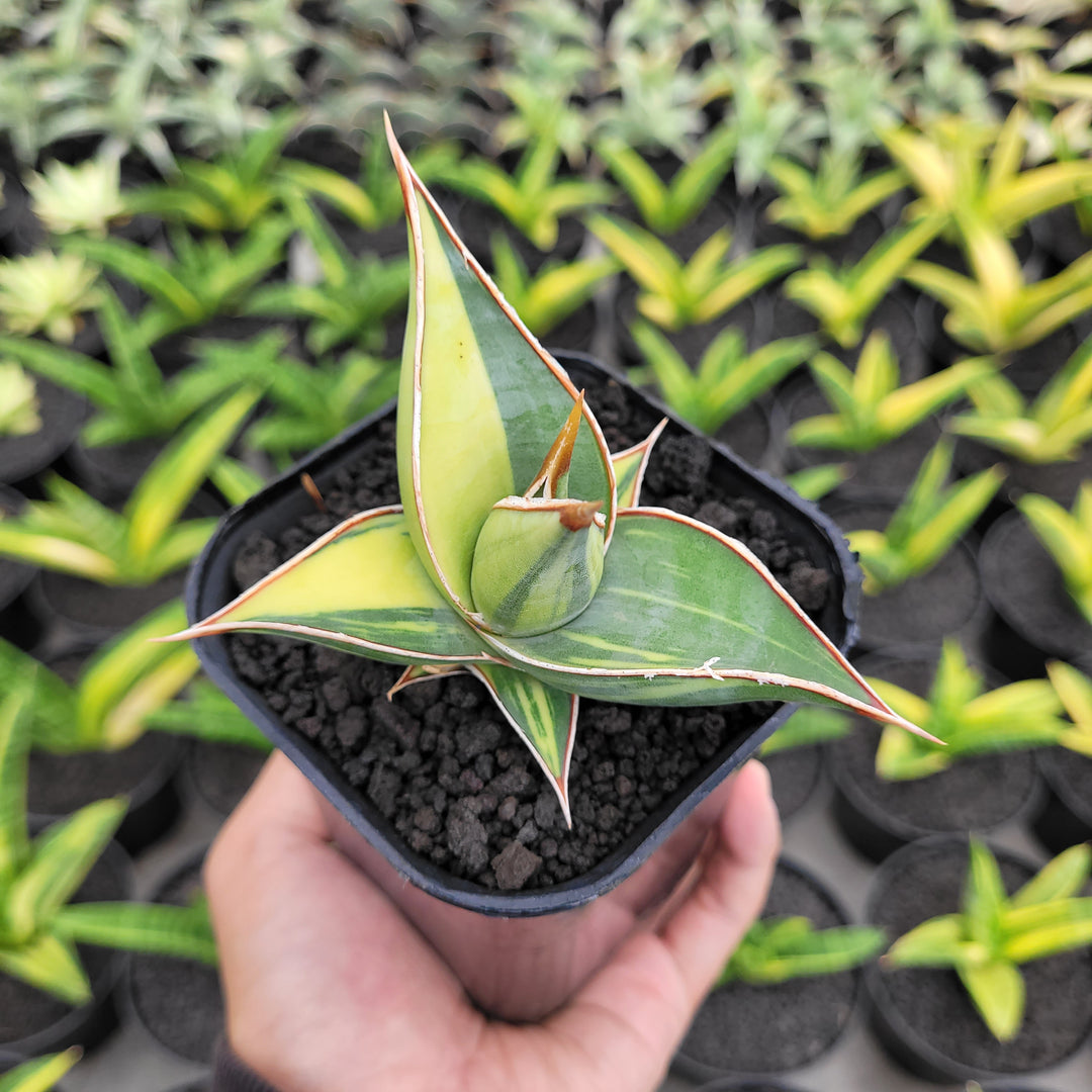 Sansevieria Pinguicula Variegated