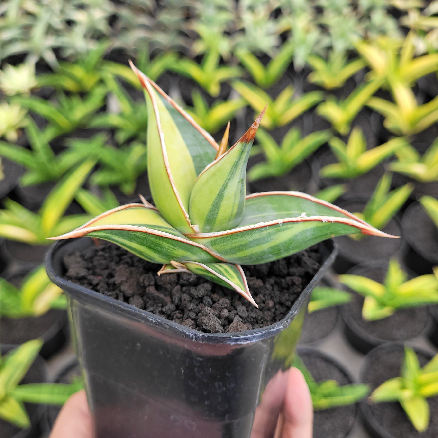 pinguicula snake plant Sansevieria Pinguicula Variegated – Succulentasia