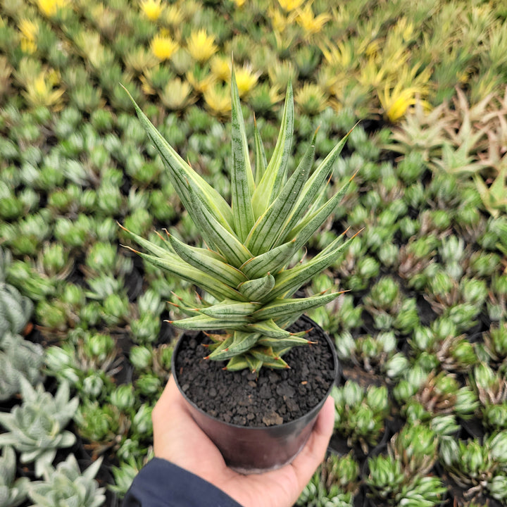 SA60 sansevieria francisi variegated white