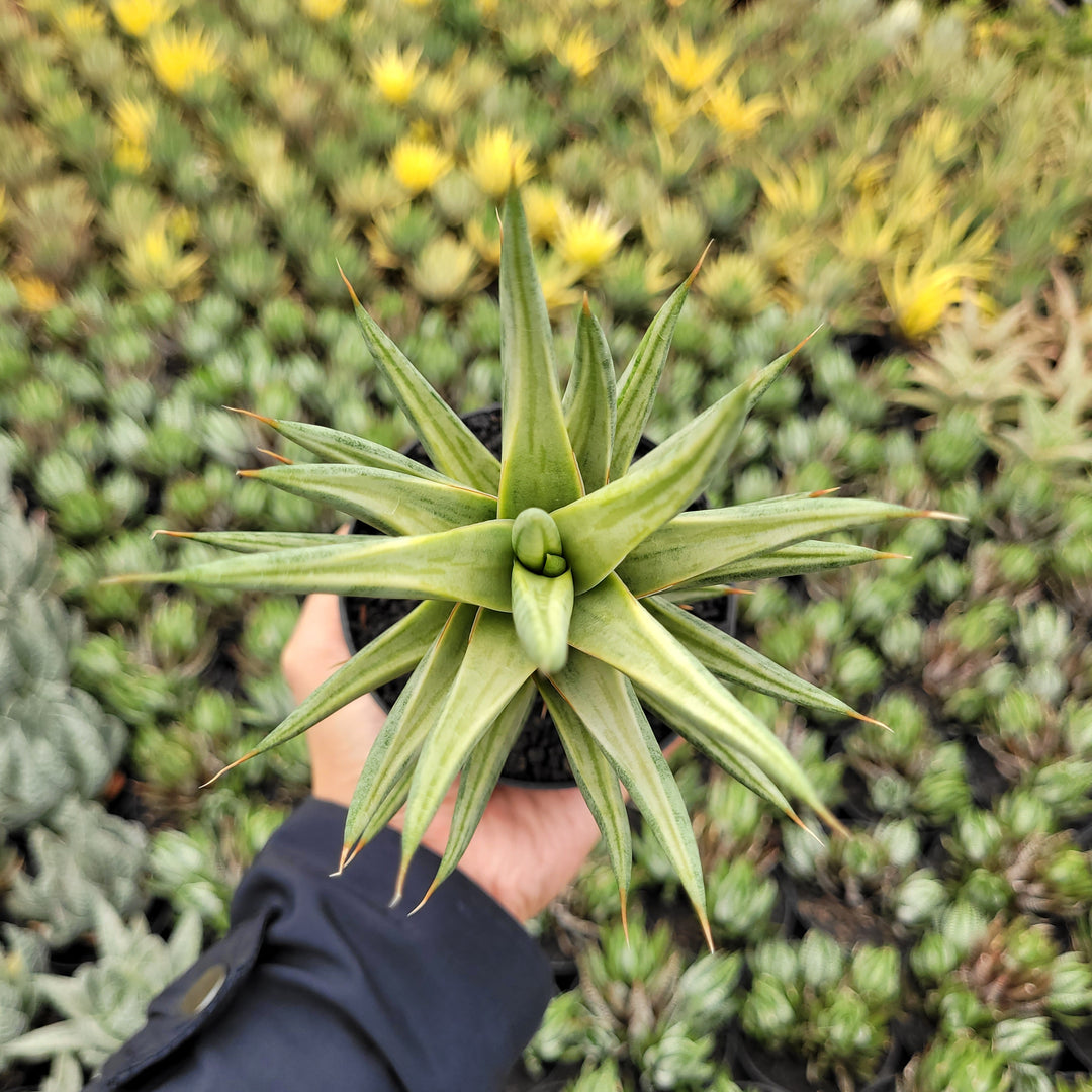 SA60 sansevieria francisi variegated white