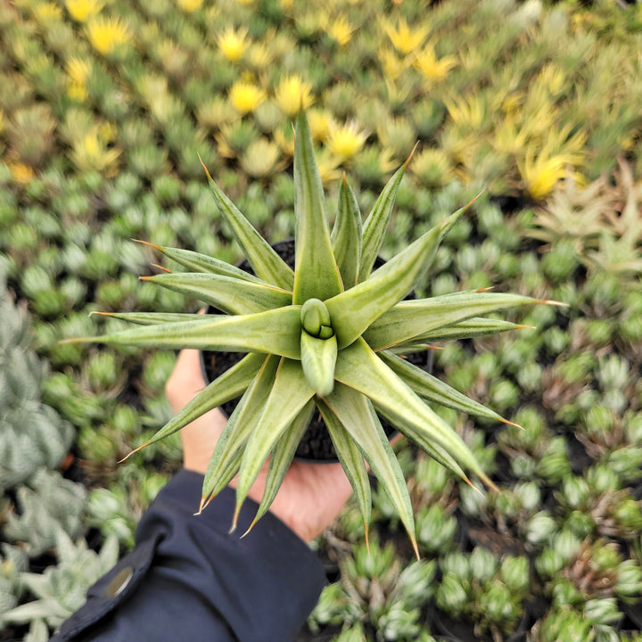 SA60 sansevieria francisi variegated white