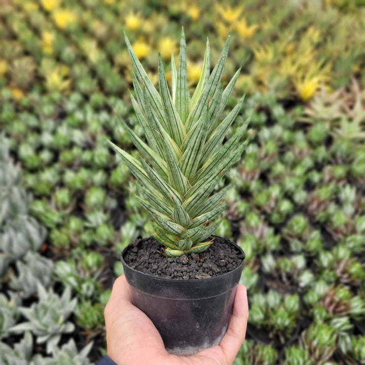 SA60 sansevieria francisi variegated white