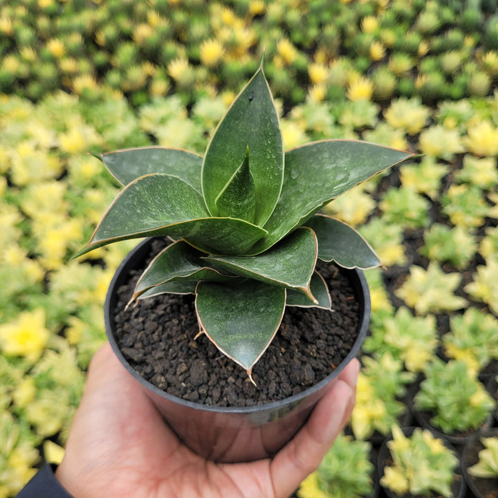 SA58 Sansevieria sri rama