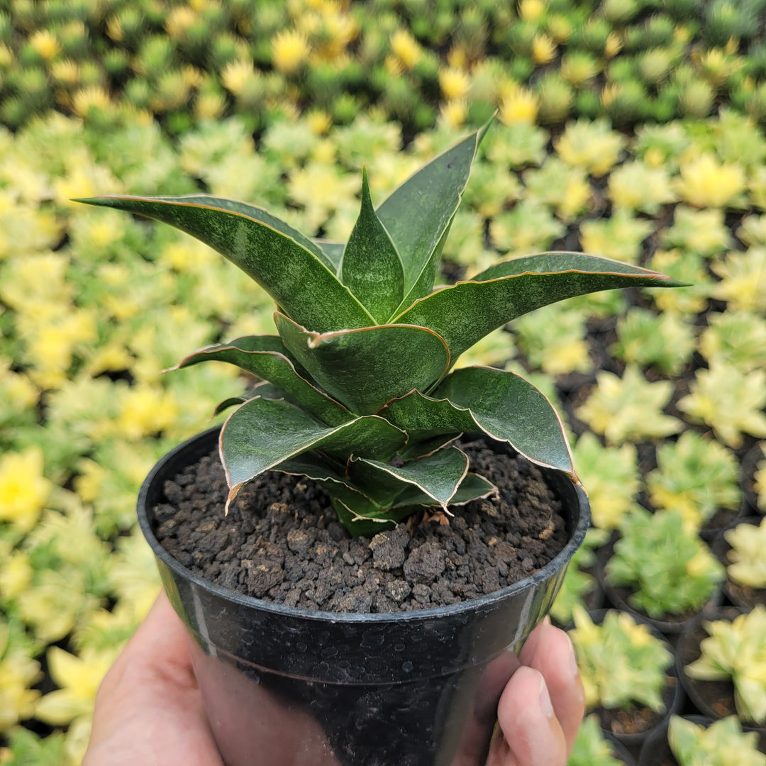 SA58 Sansevieria sri rama