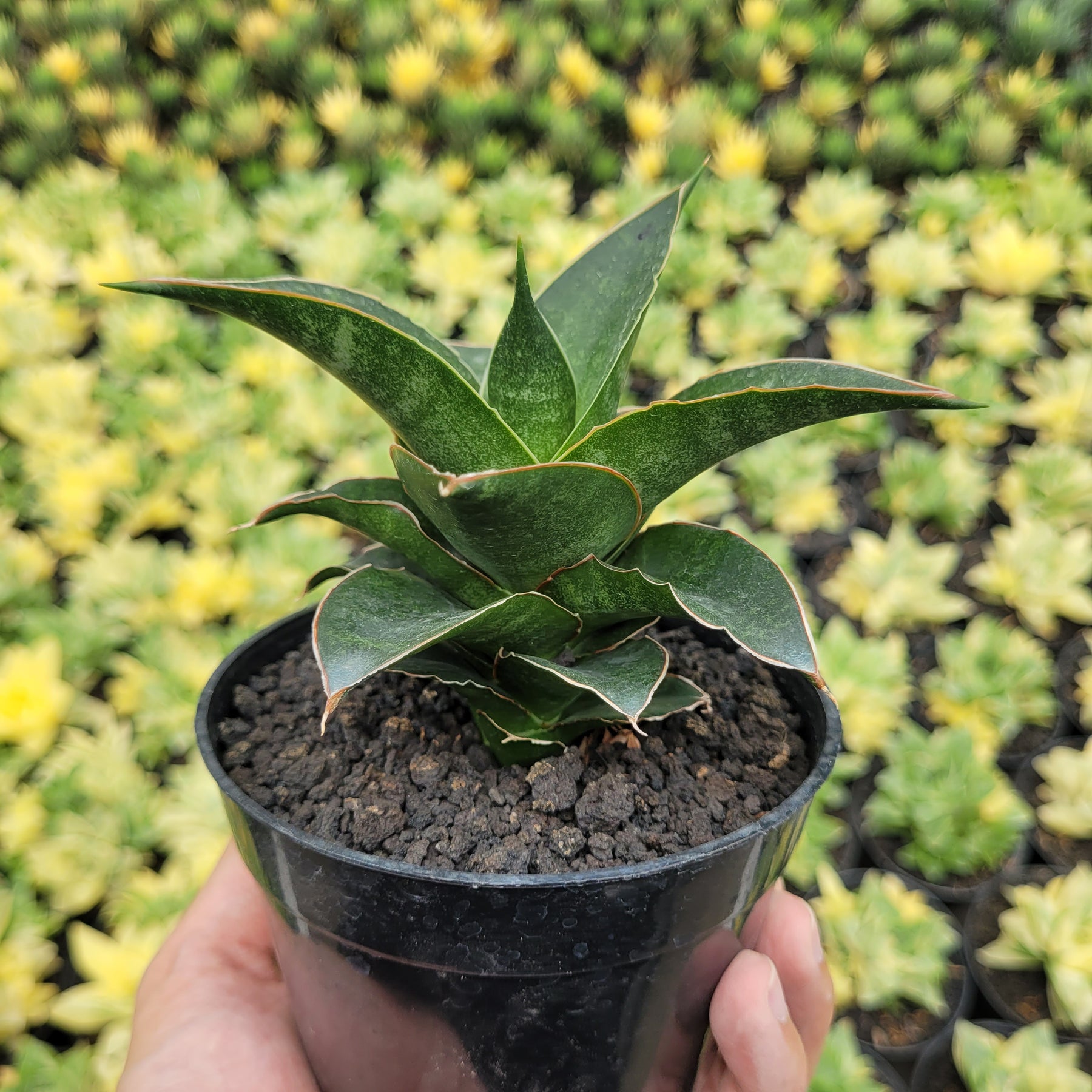 black moon snake plant SA58 Sansevieria sri rama – Succulentasia