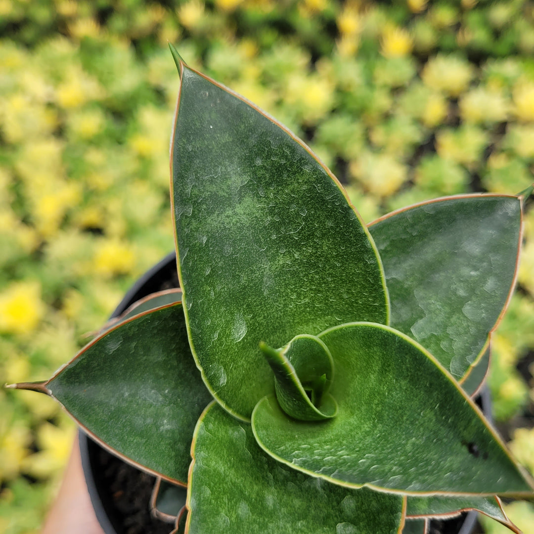 SA58 Sansevieria sri rama