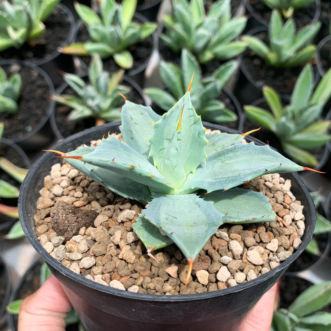 Agave – Succulentasia