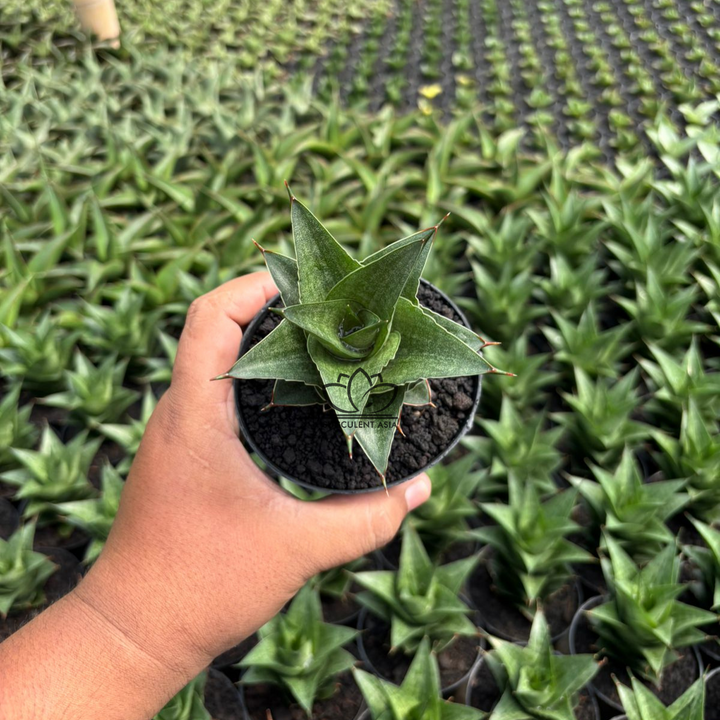 Sansevieria Pranaja