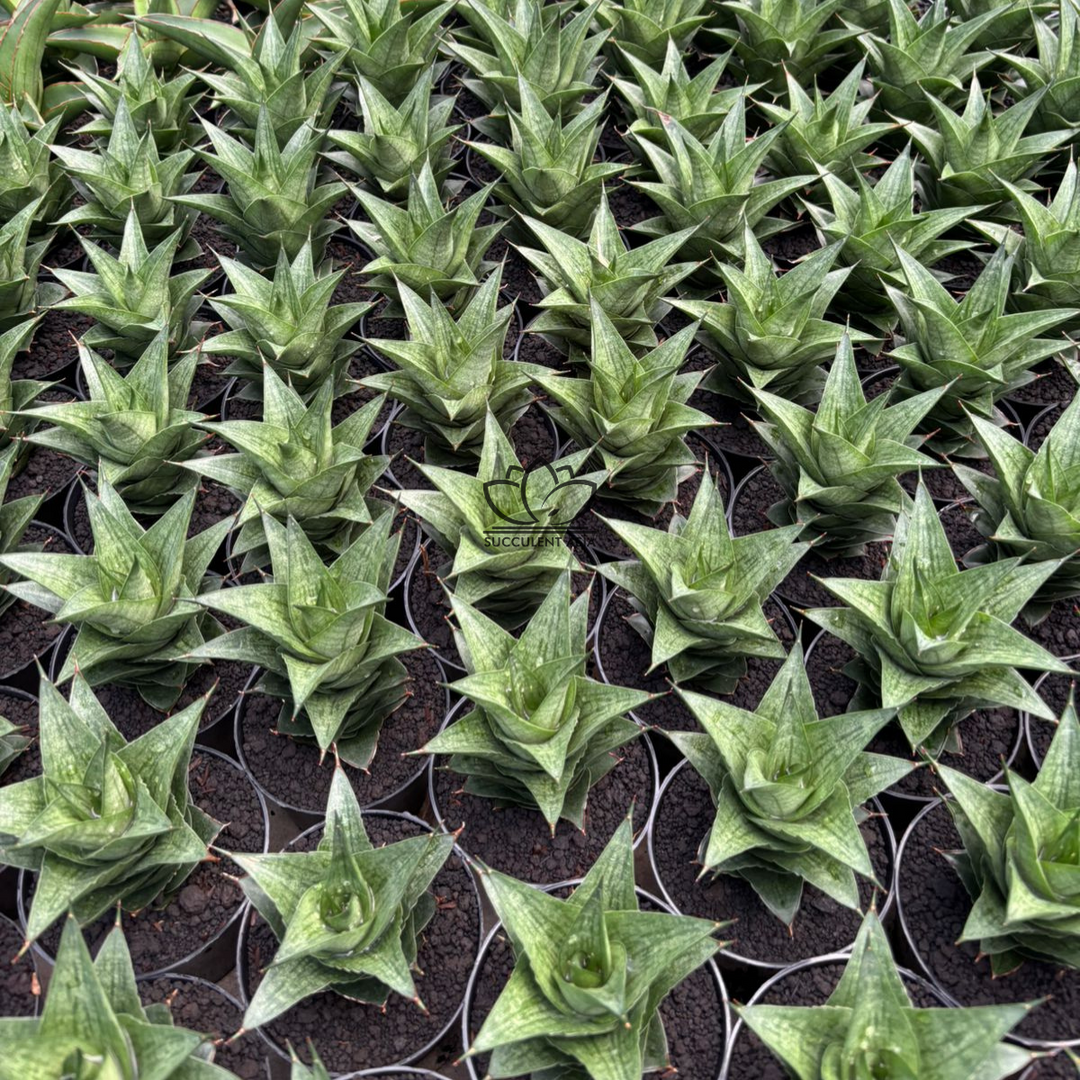 Sansevieria Pranaja