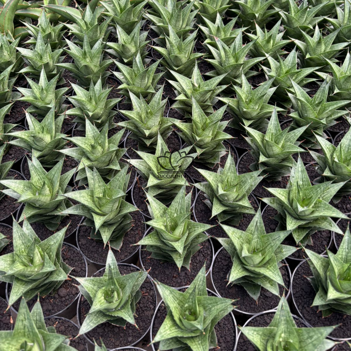 Sansevieria Pranaja