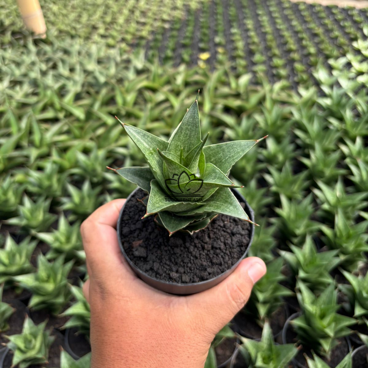 Sansevieria Pranaja