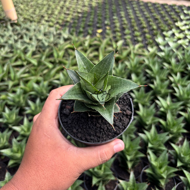 Sansevieria Pranaja