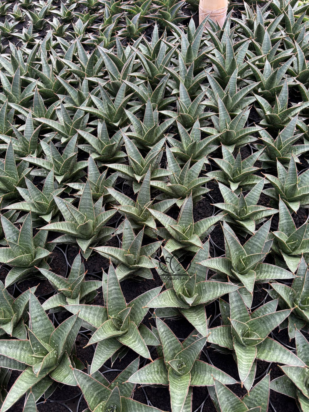 Sansevieria Doy&