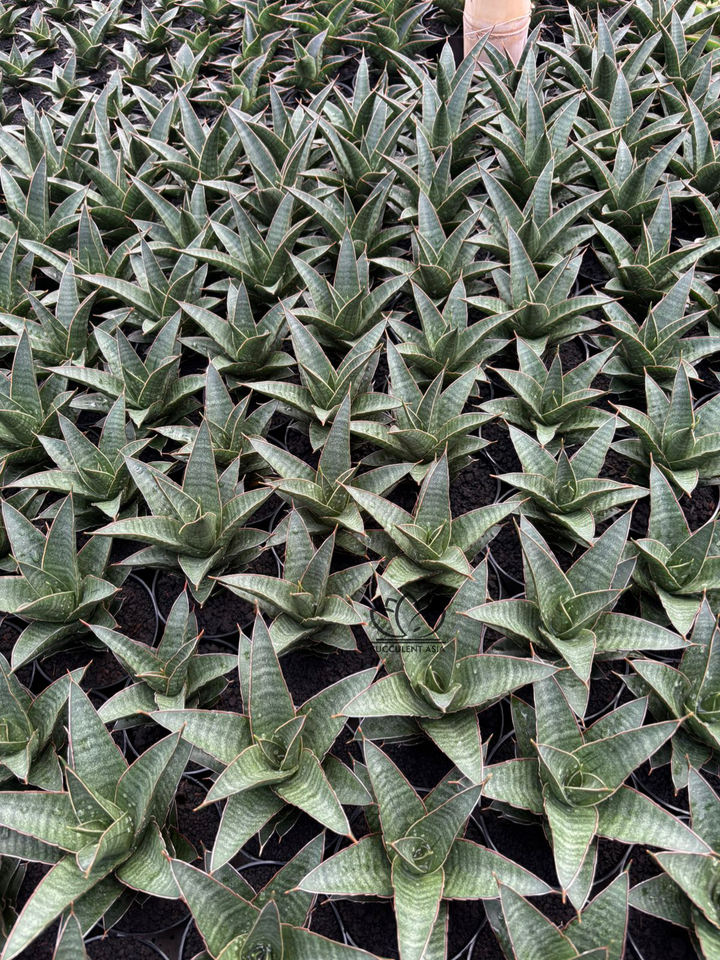 Sansevieria Doy&