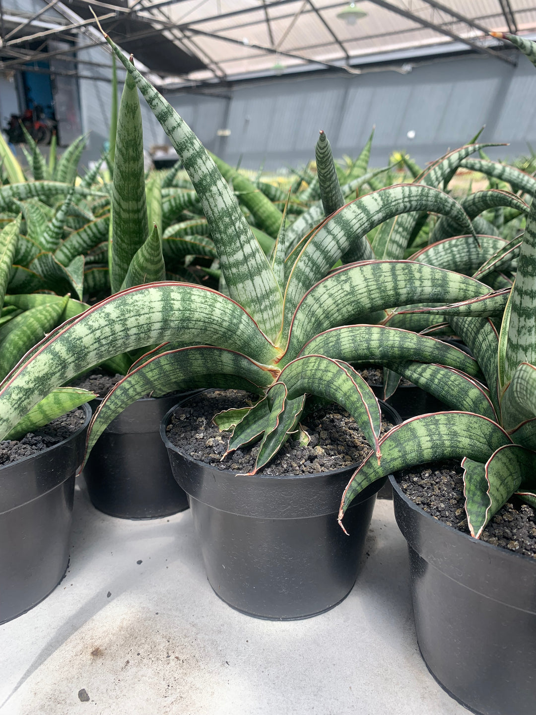 Sansevieria Lady Gaga