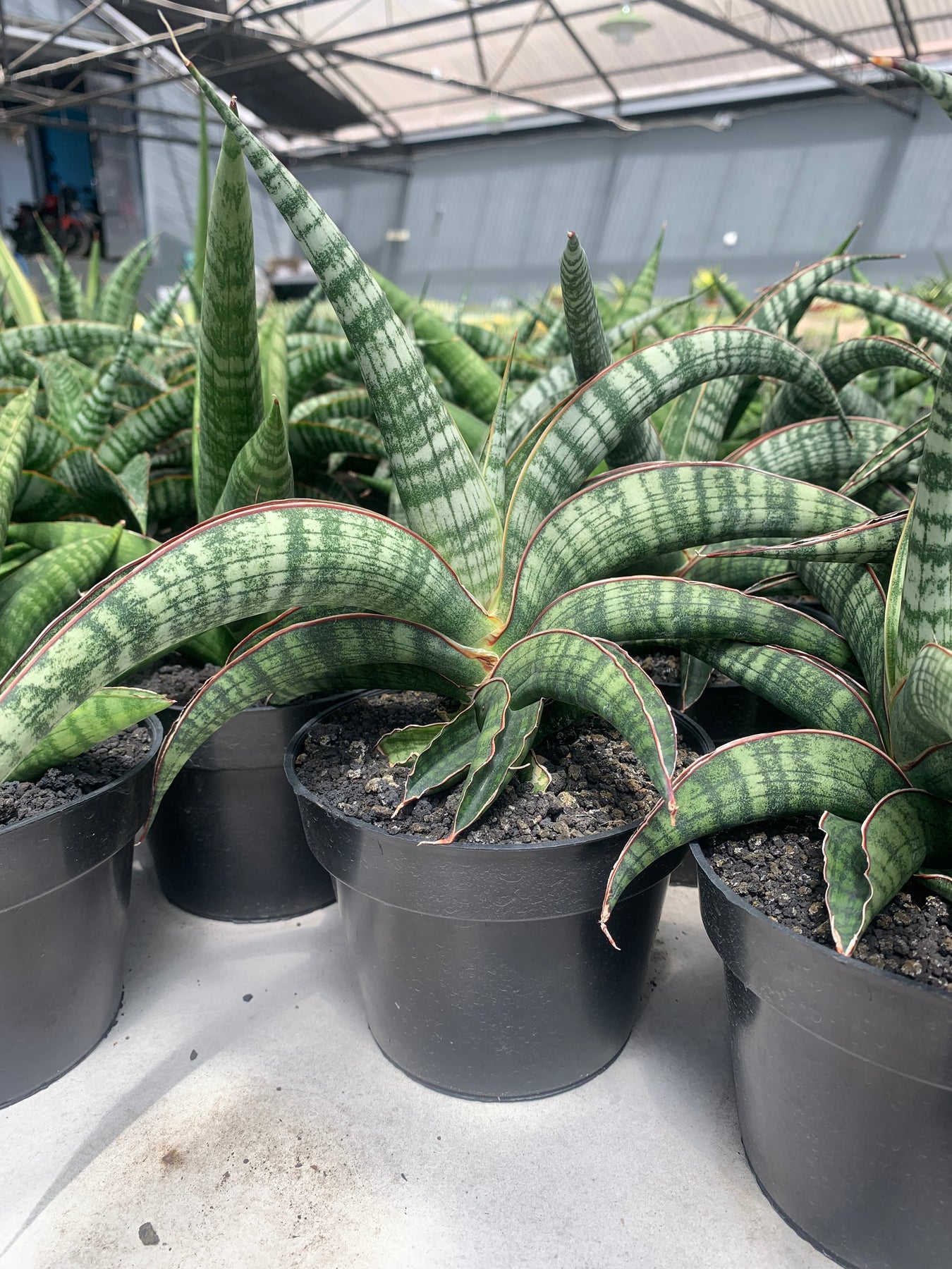 sansevieria lady gaga Sansevieria Lady Gaga – Succulentasia