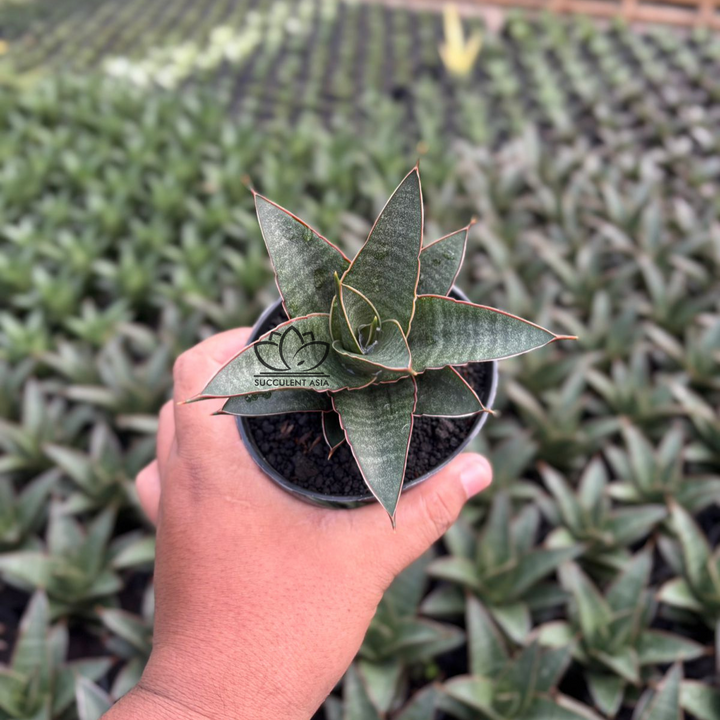 Sansevieria Doy&