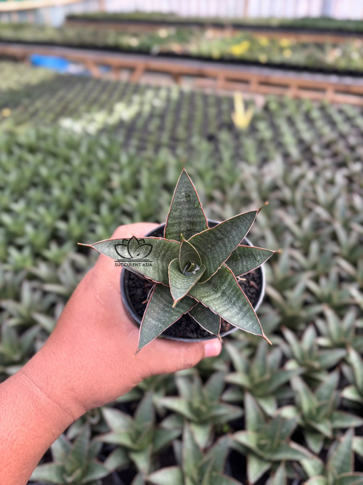 Sansevieria Doy&