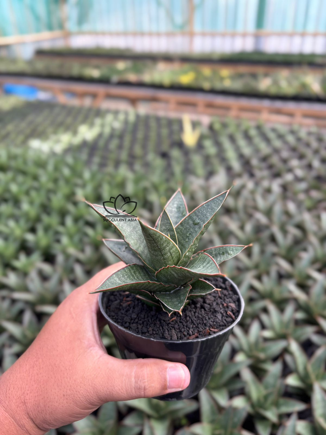 Sansevieria Doy&
