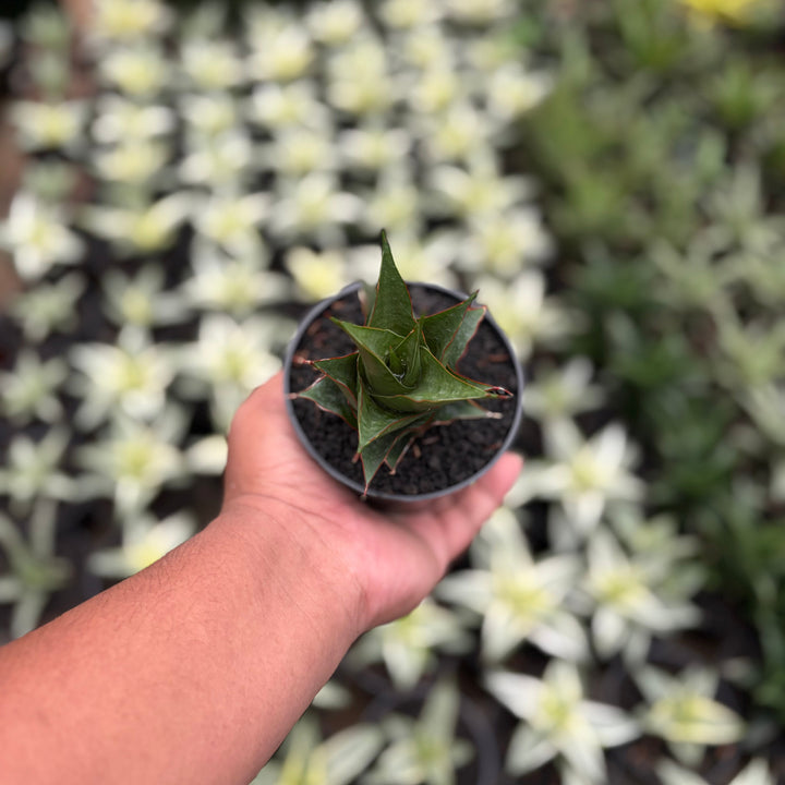 Sansevieria Marlena