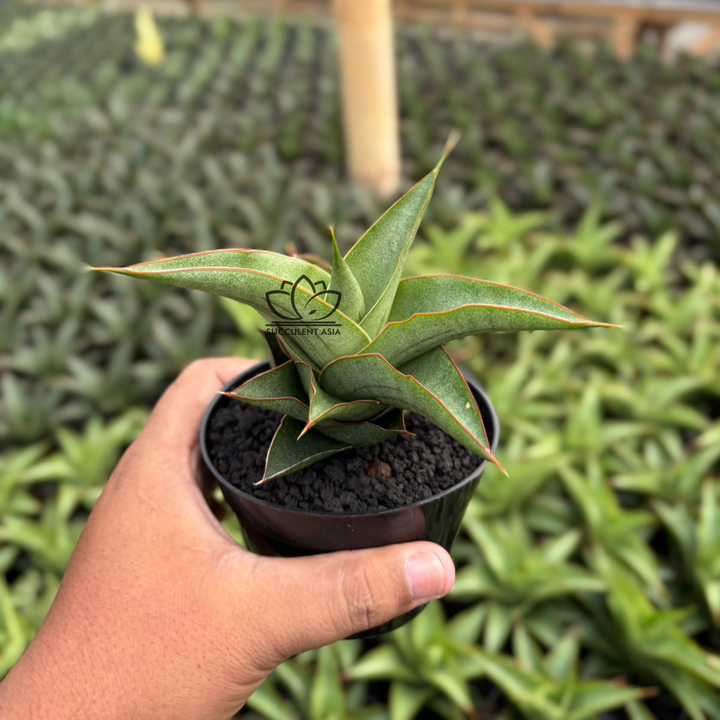 Sansevieria Mahendra