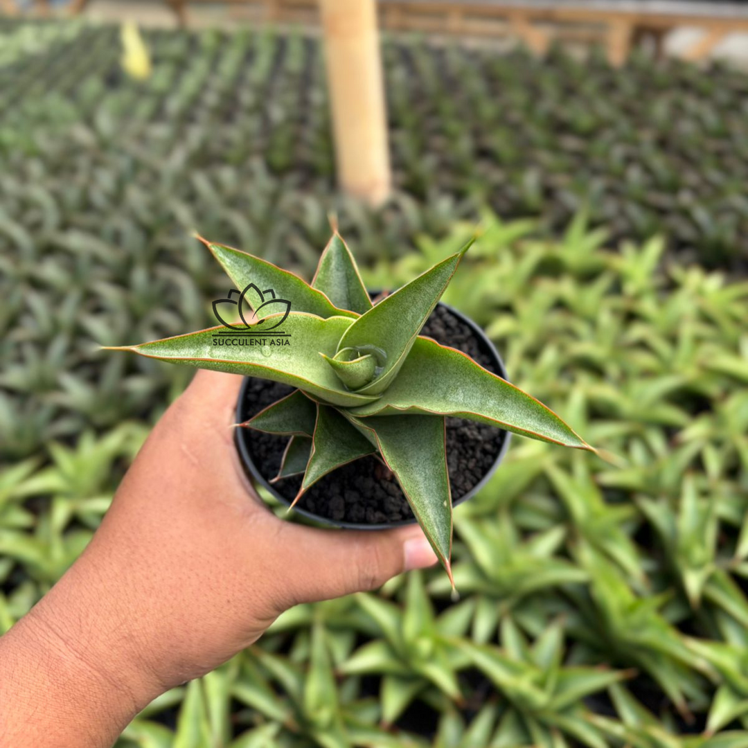 Sansevieria Mahendra