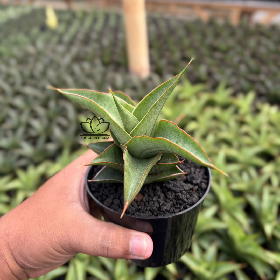Sansevieria Mahendra