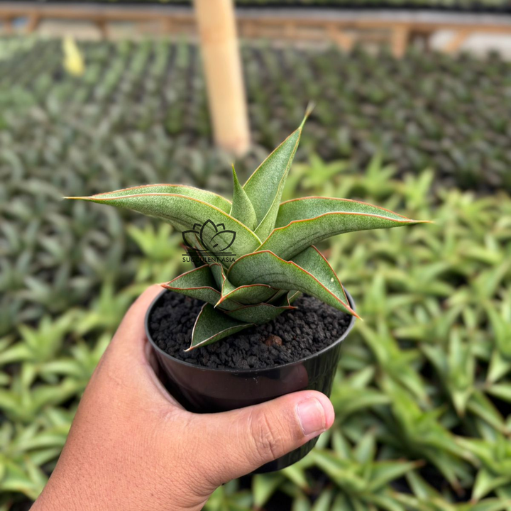 Sansevieria Mahendra