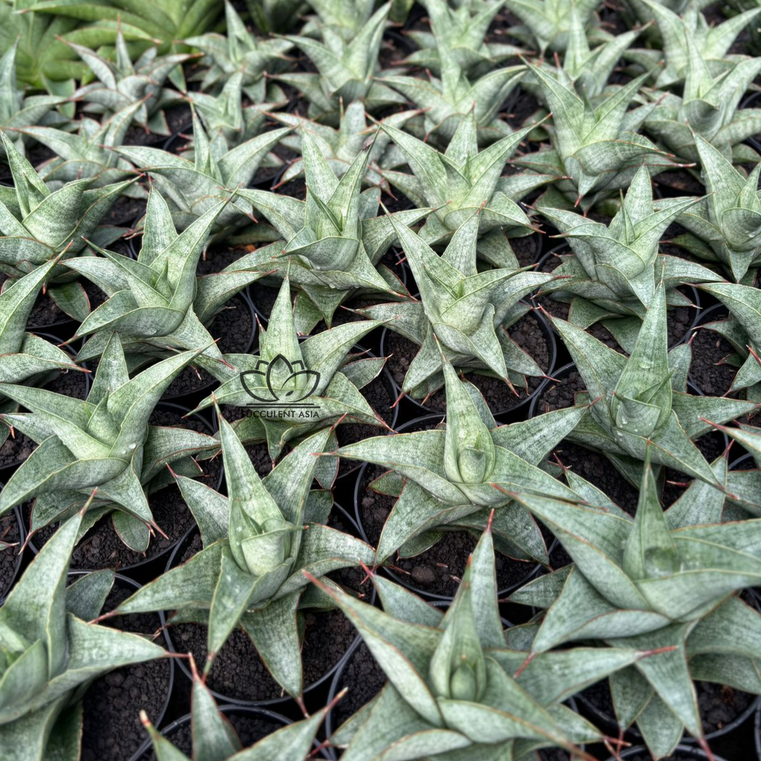 Sansevieria grizela leutik