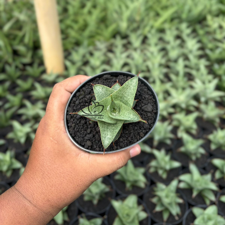 Sansevieria grizela leutik