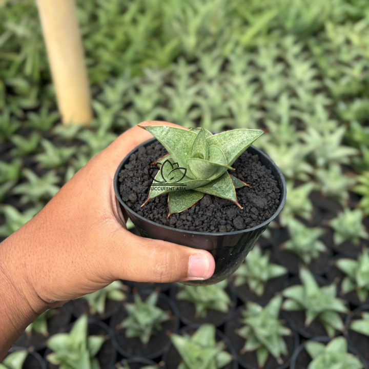 Sansevieria grizela leutik