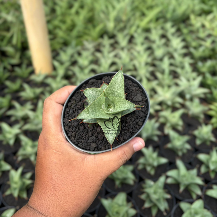 Sansevieria grizela leutik