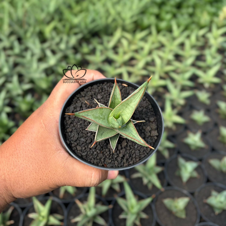 Sansevieria Marbel queen