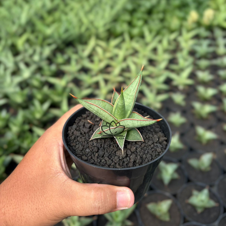 Sansevieria Marbel queen