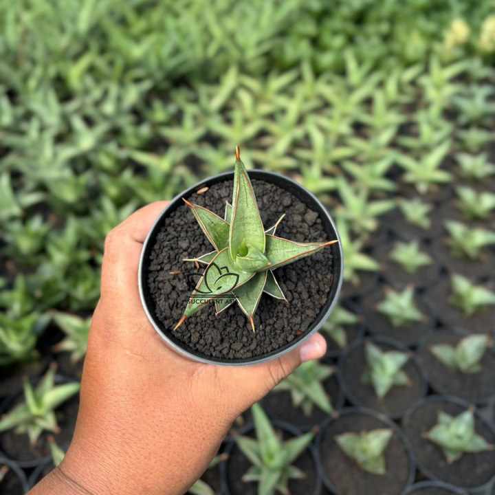 Sansevieria Marbel queen