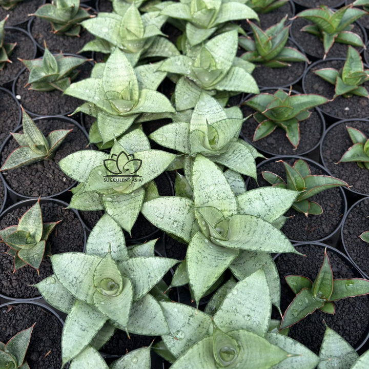 Sansevieria siliwangi