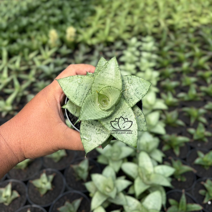 Sansevieria siliwangi